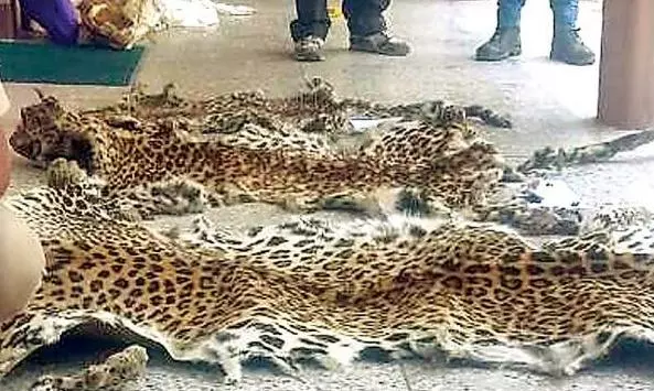 Leopard Skin Seizure Case Takes Curious Turn