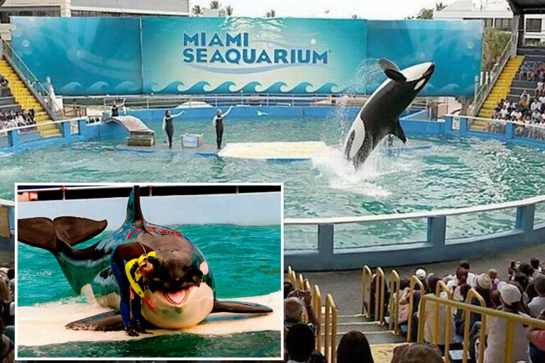 Miami Seaquarium gets eviction notice after death of Lolita the orca